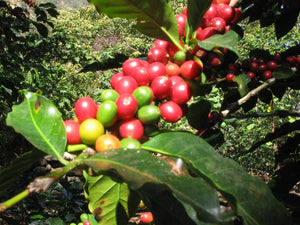 5lb bags of Discounted Coffee